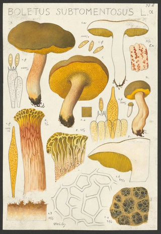 Hans Walty - Boletus subtomentosus L.webp