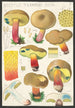 Boletus terreus Secr - Hans Baldung — vista de la obra