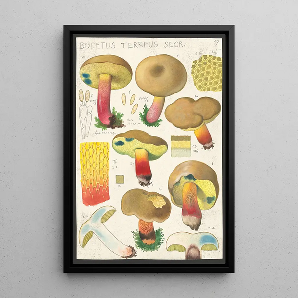 Boletus terreus Secr - Hans Baldung — cuadro enmarcado en la pared