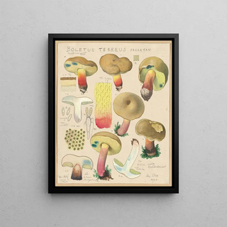 Hans Walty - Boletus terreus Secretan.webp