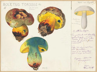 Boletus torosus - Hans Baldung — artwork view