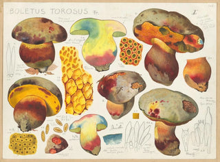 Boletus torosus - Hans Baldung — artwork view
