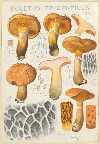 Hans Walty - Boletus tridentinus.webp