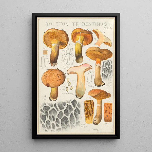 Boletus tridentinus - Hans Baldung — cuadro enmarcado en la pared