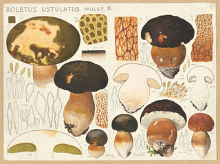 Boletus ustulatus - Hans Baldung — artwork view