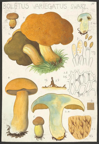 Hans Walty - Boletus variegatus Swarz.webp