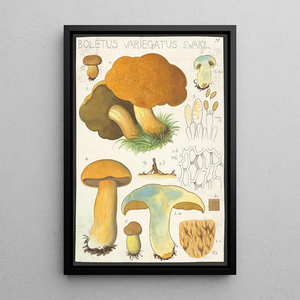 Boletus variegatus Swarz - Hans Baldung — cuadro enmarcado en la pared