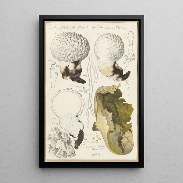 Calvatia caelata - Hans Baldung — cuadro enmarcado en la pared