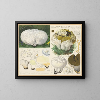 Hans Walty - Calvatia caelata Bull Morgan.webp