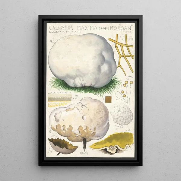 Calvatia maxima Schff Morgan Globaria bovista L - Hans Baldung — cuadro enmarcado en la pared
