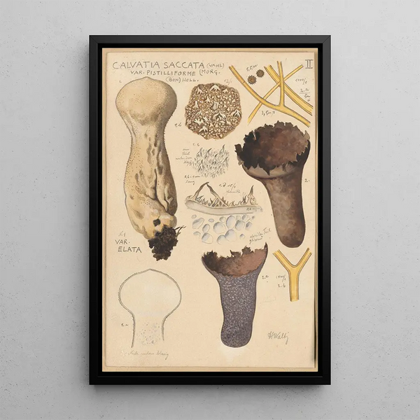 Calvatia saccata - Hans Baldung — cuadro enmarcado en la pared