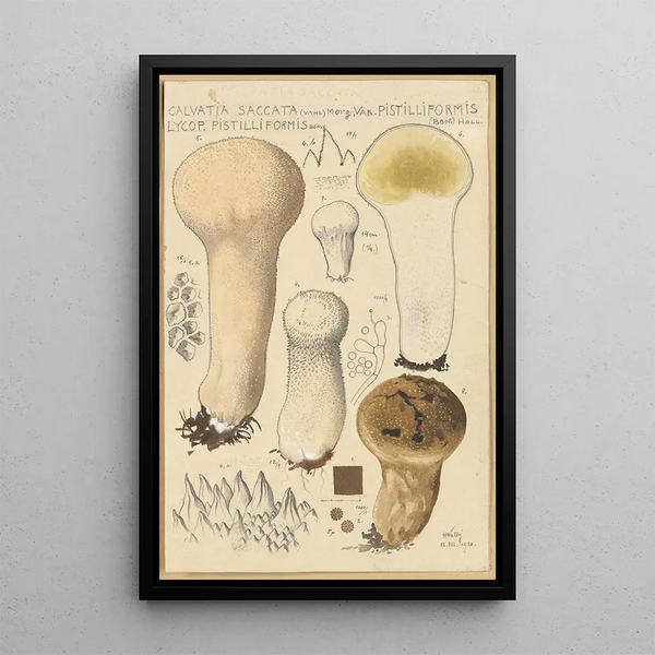 Calvatia saccata var Pistilliformis - Hans Baldung — cuadro enmarcado en la pared