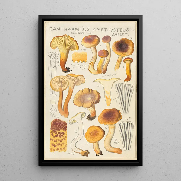 Cantharellus amethysteus - Hans Baldung — cuadro enmarcado en la pared