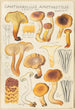 Cantharellus amethysteus - Hans Baldung — vista de la obra