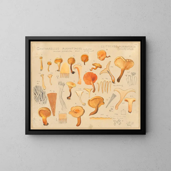 Chanterelle orangée - Hans Baldung — cuadro enmarcado en la pared