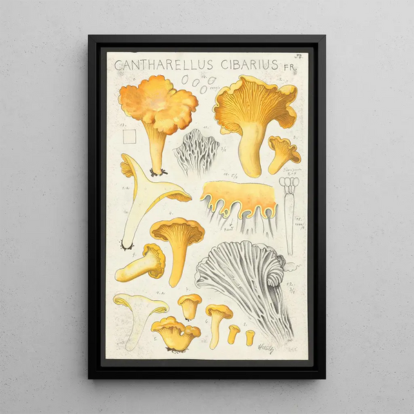 Cantharellus cibarius Fr - Hans Baldung — cuadro enmarcado en la pared