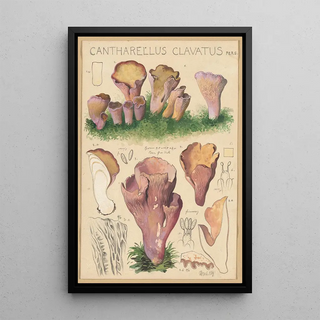 Hans Walty - Cantharellus clavatus Pers.webp