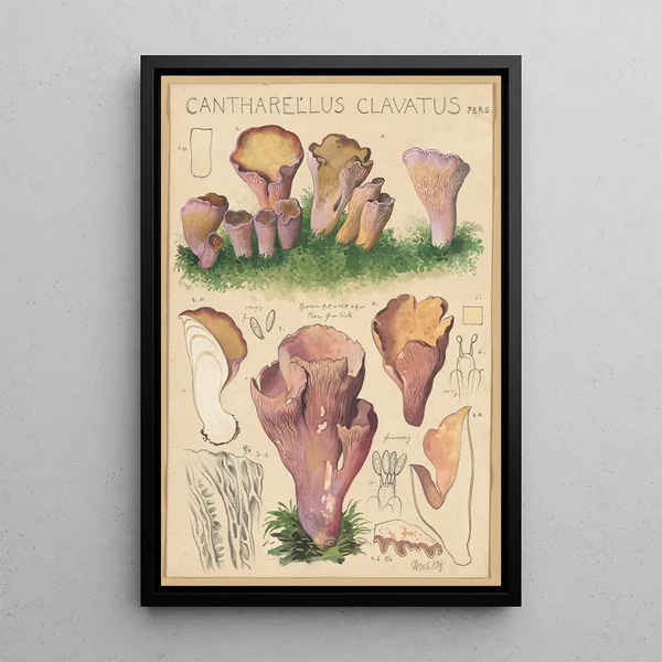 Cantharellus clavatus Pers - Hans Baldung — cuadro enmarcado en la pared