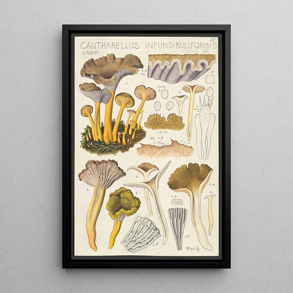 Cantharellus infundibuliformis Scop - Hans Baldung — cuadro enmarcado en la pared