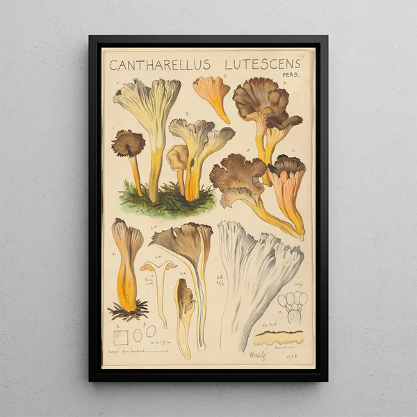 Cantharellus lutescens - Hans Baldung — cuadro enmarcado en la pared