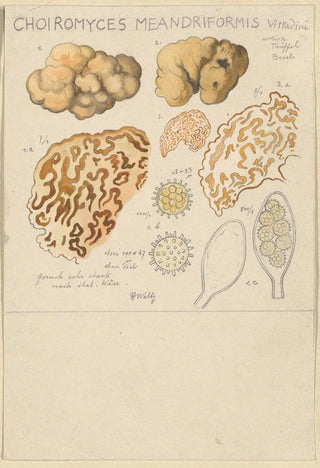 Hans Walty - Choiromyces meandriformis.webp