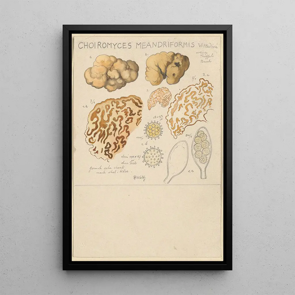 Choiromyces meandriformis - Hans Baldung — cuadro enmarcado en la pared