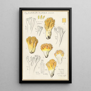 Hans Walty - Clavaria aurea Schff.webp