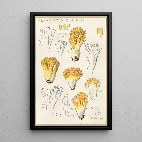 Clavaria aurea Schff - Hans Baldung — cuadro enmarcado en la pared