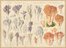Clavaria cendrée Clavaria belle - Hans Baldung — artwork view