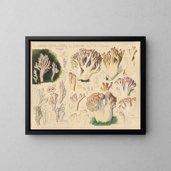 Clavaria coralloides y Clavaria botrytes - Hans Baldung — cuadro enmarcado en la pared