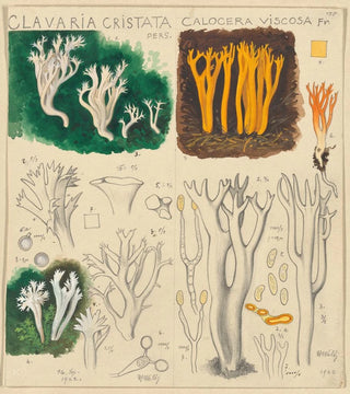 Hans Walty - Clavaria cristata Calocera viscosa.webp