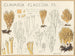 Clavaria flaccida - Hans Baldung — artwork view