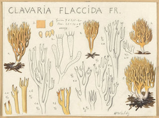 Clavaria flaccida - Hans Baldung — artwork view