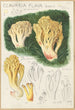 Clavaria flava - Hans Baldung — vista de la obra
