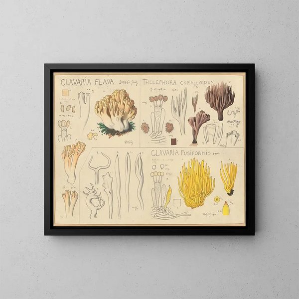 Clavaria amarillo, Thélephore coralloïde, Clavaria fusiforme - Hans Baldung — cuadro enmarcado en la pared