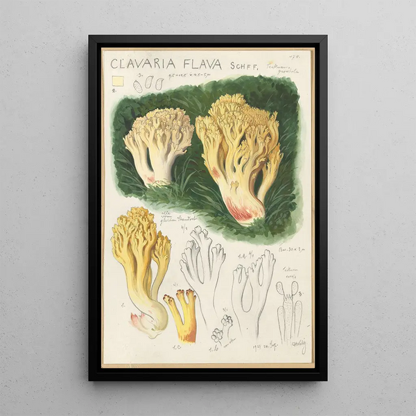 Clavaria flava - Hans Baldung — cuadro enmarcado en la pared