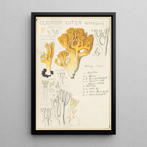 Clavaria lutea - Hans Baldung — cuadro enmarcado en la pared