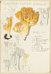 Clavaria lutea - Hans Baldung — vista de la obra