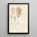 Clavaria pallida Shcaeff - Hans Baldung — cuadro enmarcado en la pared
