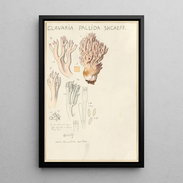 Clavaria pallida Shcaeff - Hans Baldung — cuadro enmarcado en la pared