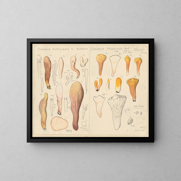 Clavaria pistillaris y Clavaria truncata - Hans Baldung — cuadro enmarcado en la pared