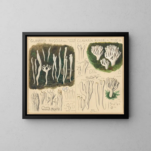 Clavaria rugosa y Clavaria kunzei - Hans Baldung — cuadro enmarcado en la pared