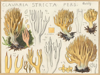 Clavaria stricte - Hans Baldung — vista de la obra