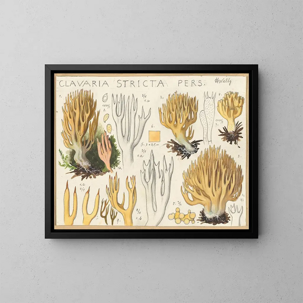 Clavaria stricte - Hans Baldung — cuadro enmarcado en la pared