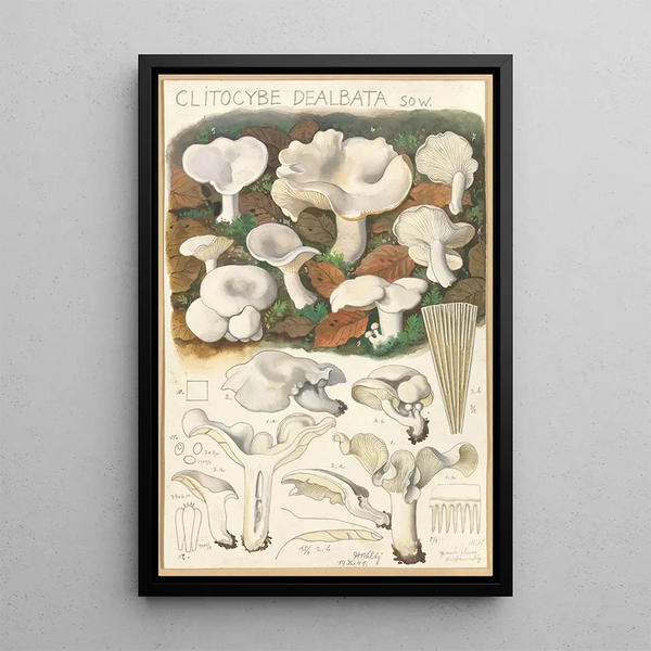 Clitocybe dealbata - Hans Baldung — cuadro enmarcado en la pared