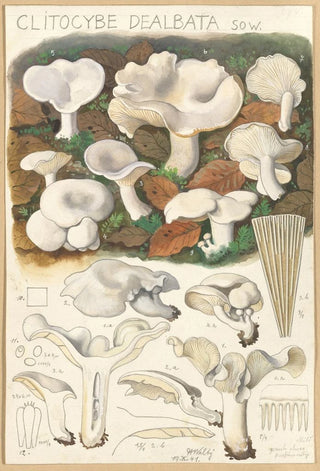 Hans Walty - Clitocybe dealbata.webp