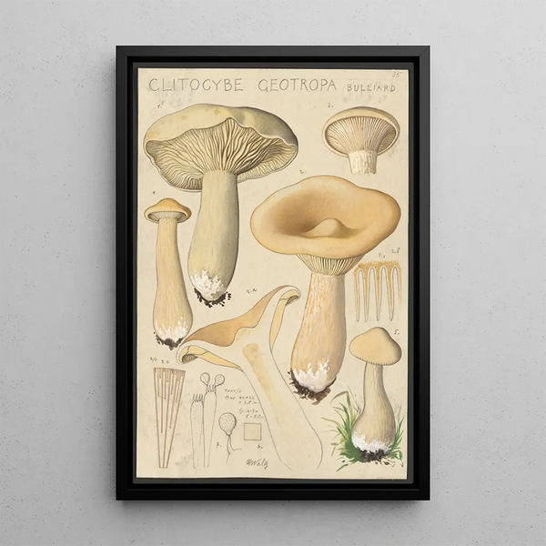 Clitocybe geotropa Bulliard - Hans Baldung — cuadro enmarcado en la pared