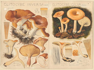 Clitocybe inversa y Clitocybe gilva - Hans Baldung — vista de la obra