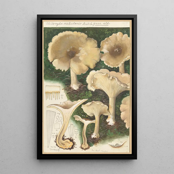 Clitocybe nébuleux - Hans Baldung — cuadro enmarcado en la pared