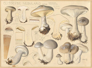 Clitocybe nébuleux - Hans Baldung — artwork view